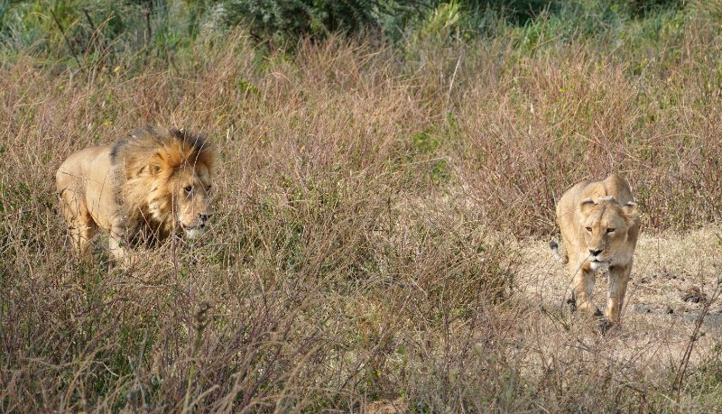 Tanzanija, lavovi, safari